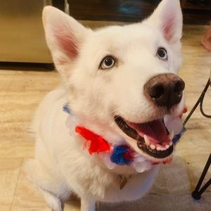 Meet your Posher, Ray